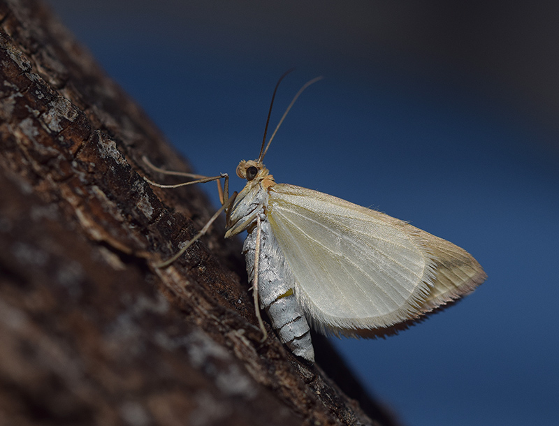 Una falena molto comune: Rhodometra sacraria, Geometridae